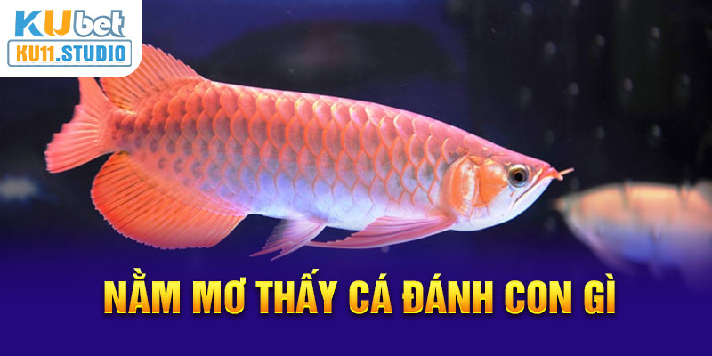 Mộng thấy cá có thể tham khảo đánh đề số 79