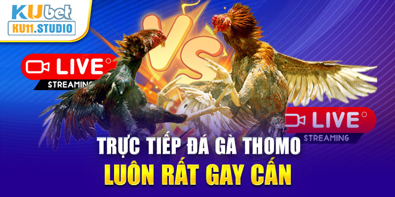 Trực tiếp đá gà Thomo luôn rất gay cấn