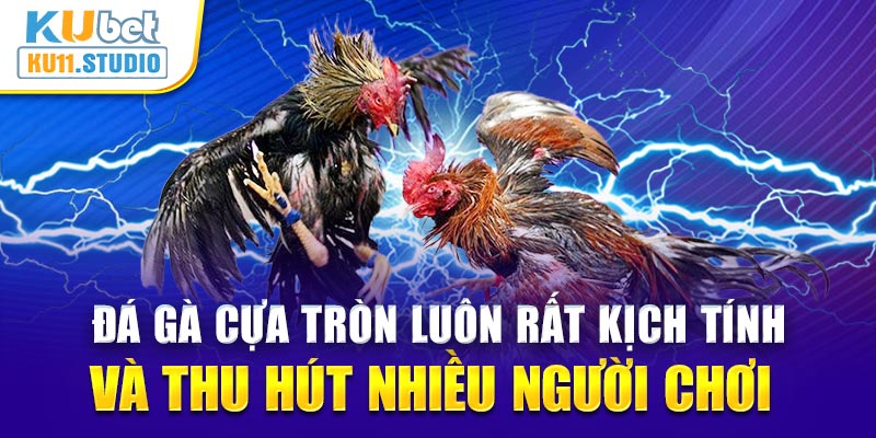 Đá gà cựa tròn luôn rất kịch tính và thu hút nhiều người chơi 